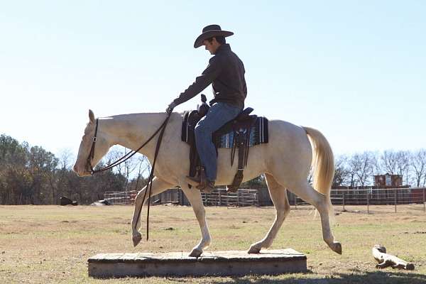 rare-appaloosa-horse