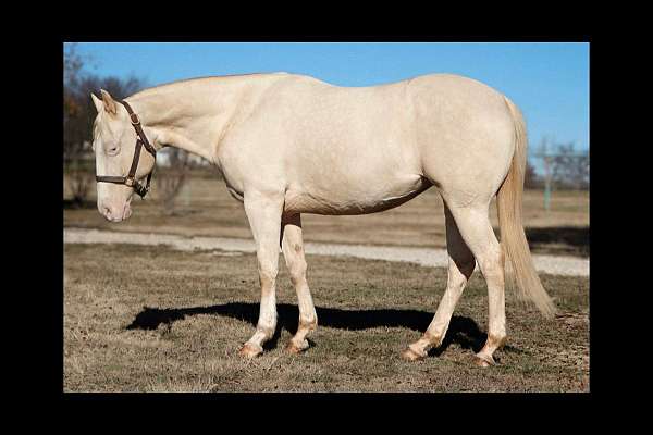 varnish-roan-appaloosa-with-silver-highlights-horse