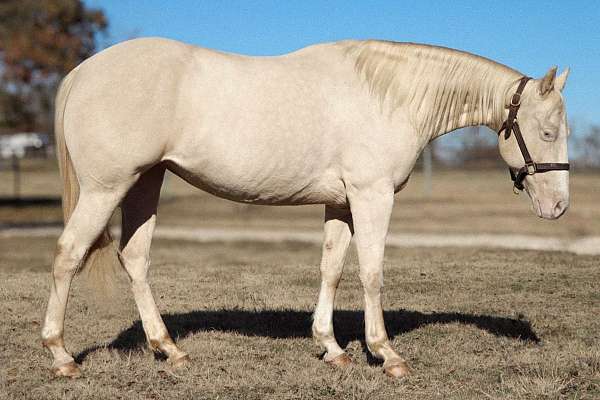 varnish-roan-appaloosa-with-silver-highlights