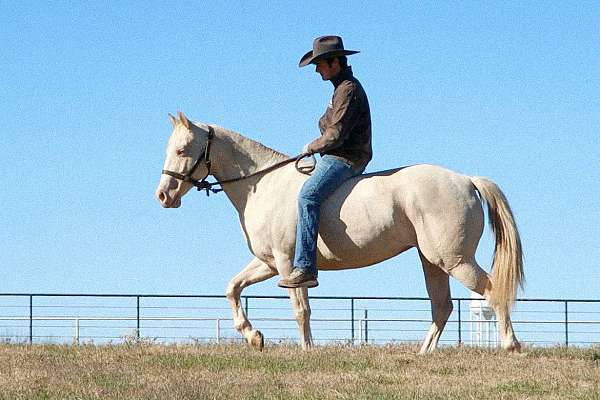 red-roan-aaha-horse