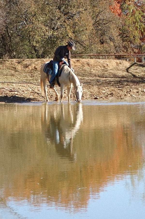 aaha-appaloosa-mare