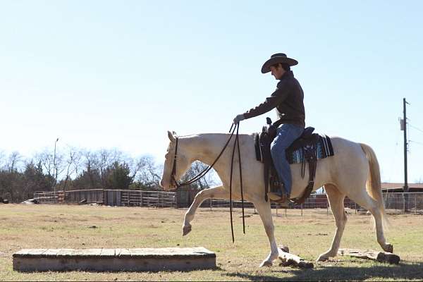 aaha-appaloosa-horse