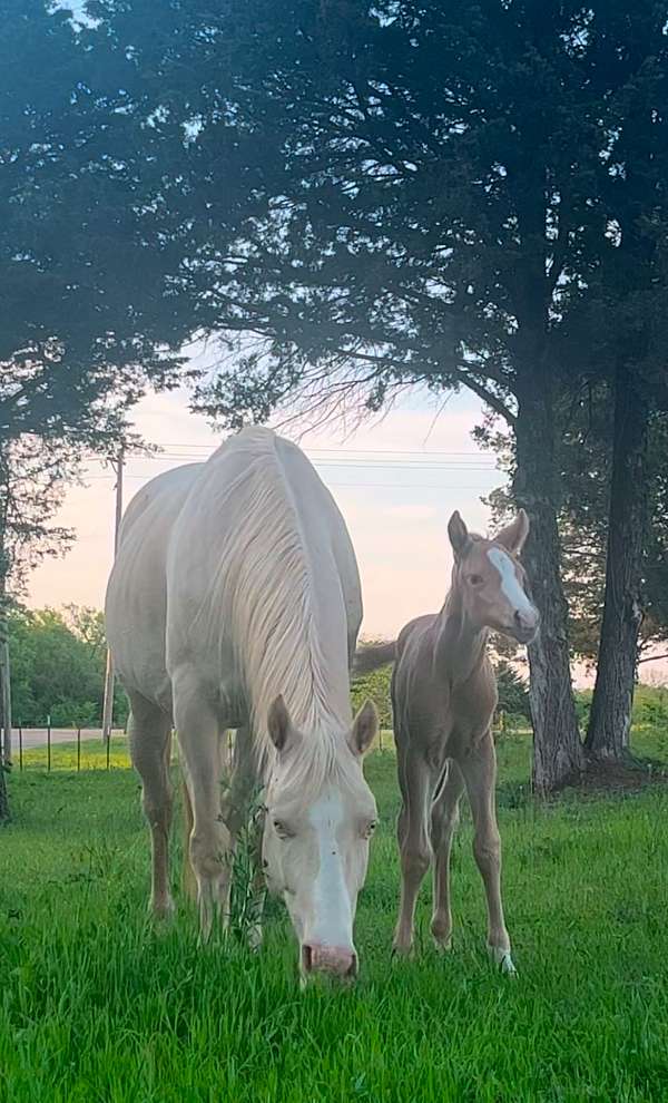 kid-appaloosa-horse