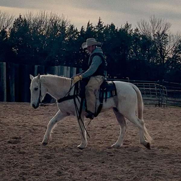 red-roan-varnish-appaloosa-with-silver-highlights-horse