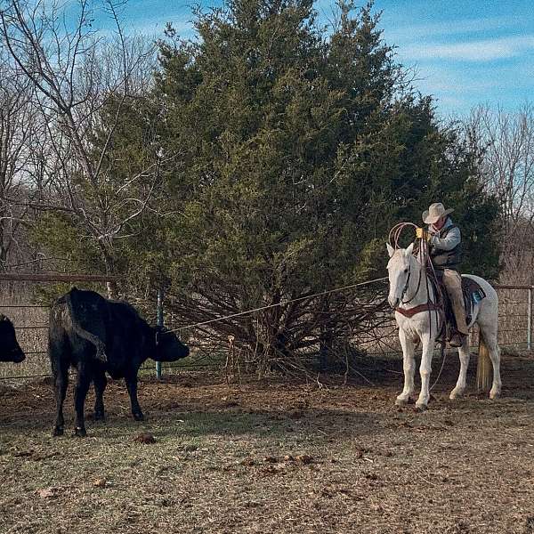 rare-appaloosa-horse