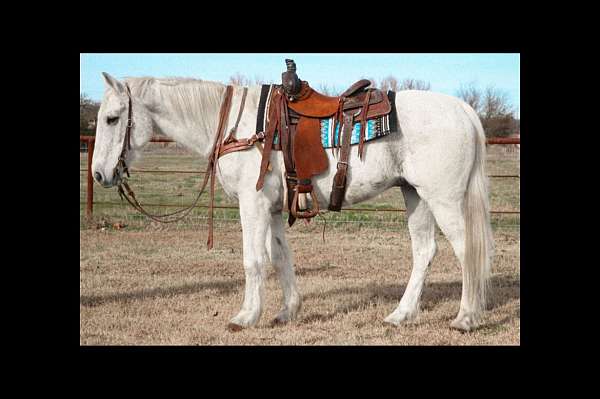 varnish-roan-appaloosa-with-silver-highlights-horse