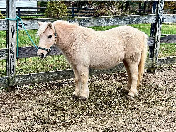 champion-working-palomino-horse