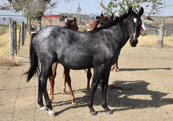 star-strip-1-sock-horse