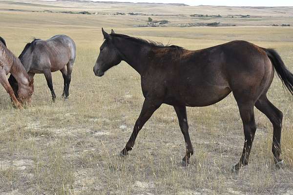 dandy-derby-quarter-horse