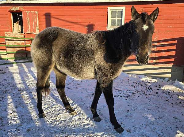 dandy-derby-quarter-horse