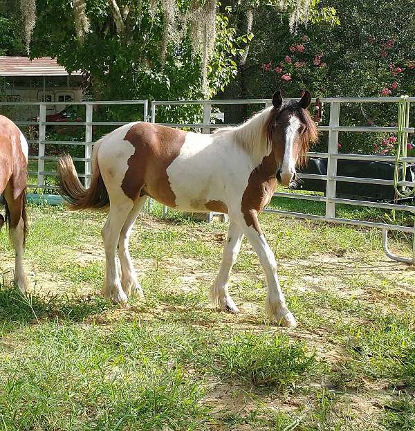 athletic-gypsy-vanner-mustang-horse