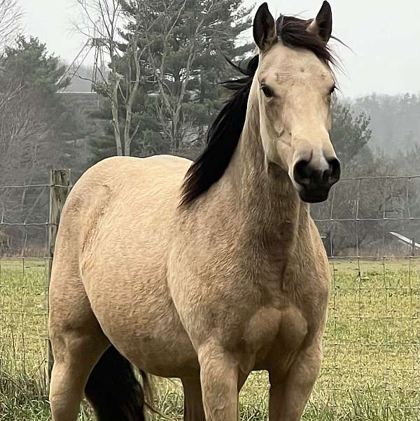 athletic-quarter-horse