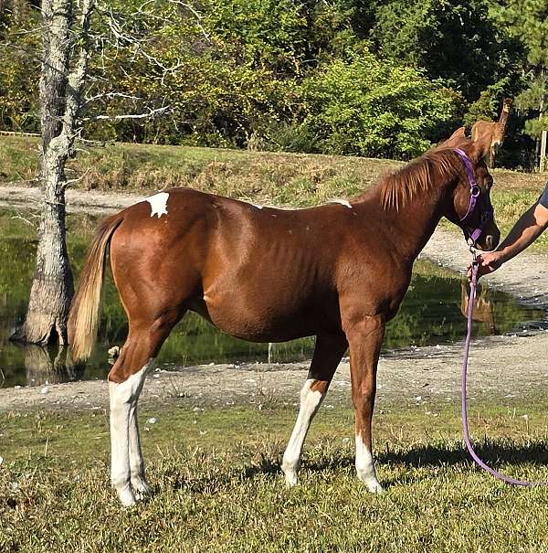 tobiano-horse