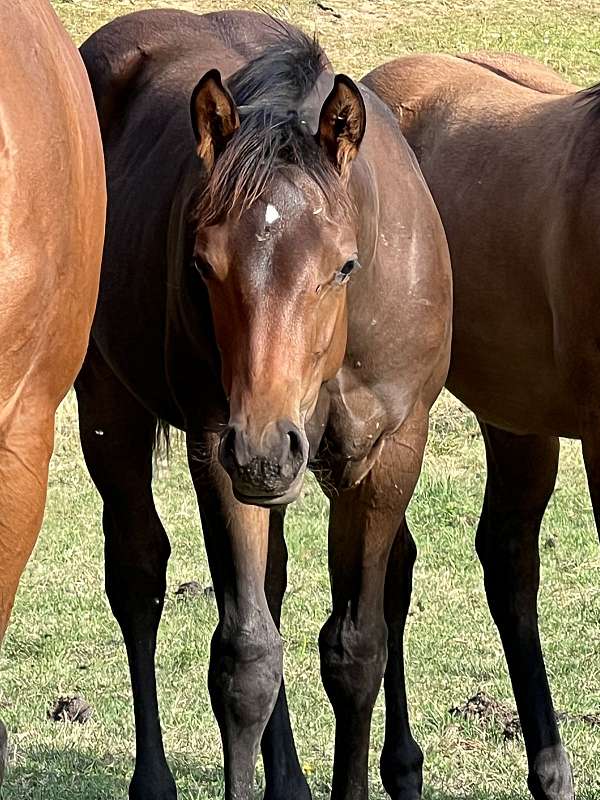 quarter-horse-colt