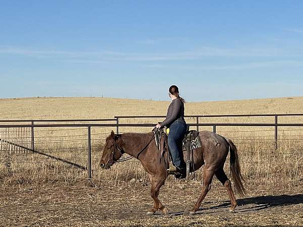 quarter-horse-mare