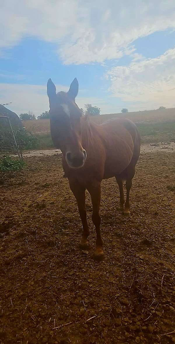 trail-quarter-horse