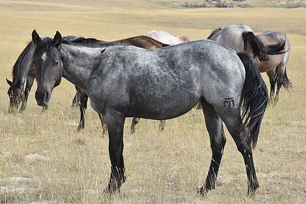 can-man-fling-quarter-horse