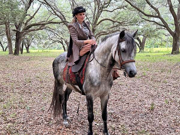 andalusian-safe-stallion-breeder-horse