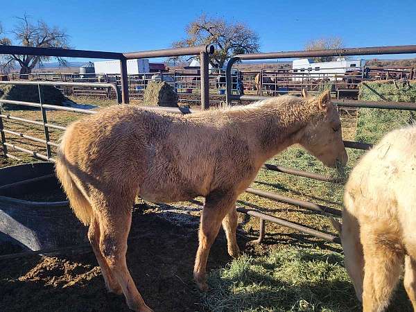 dunalino-palomino-foundation-horse