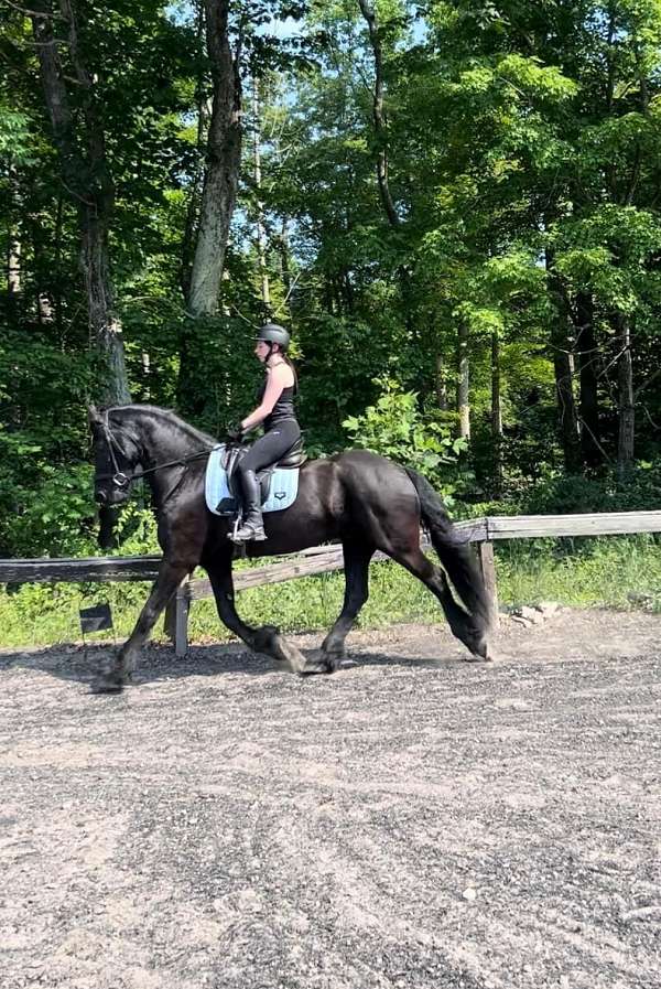 friesian-gelding