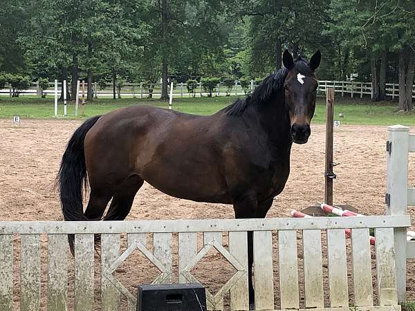 athletic-warmblood-horse