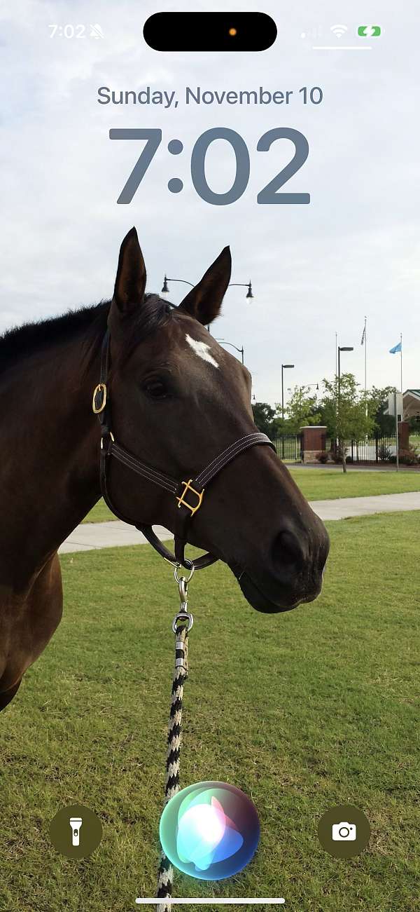 dressage-warmblood-horse