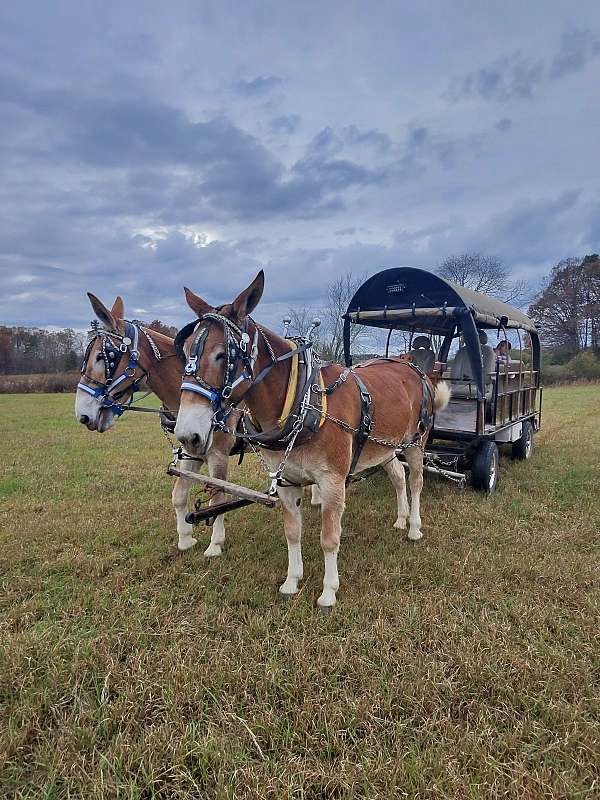 mule-for-sale