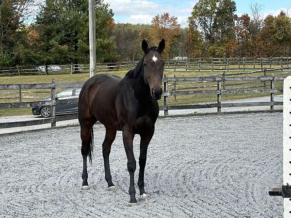 athletic-eventing-horse