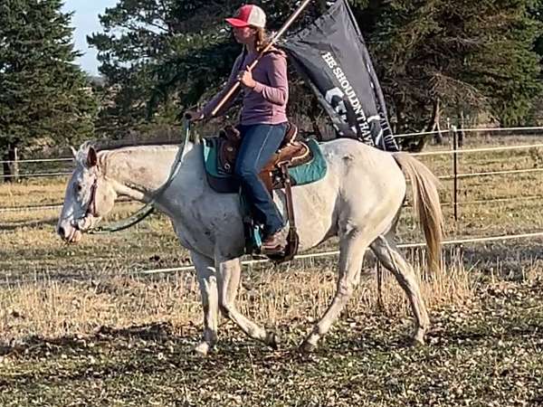 appaloosa-few-spot-pony