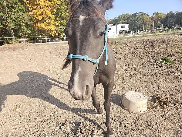 black-aqha-gelding-yearling