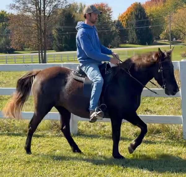 beginner-rocky-mountain-horse