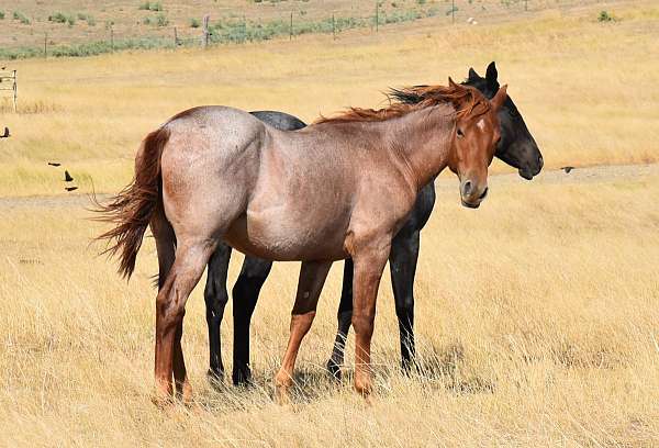 beckwith-roan-quarter-horse