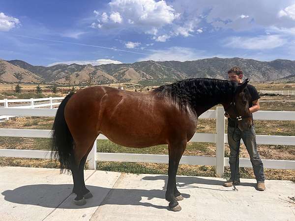 small-half-sock-on-back-left-cornet-band-horse