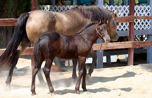 black-connemara-pony-colt