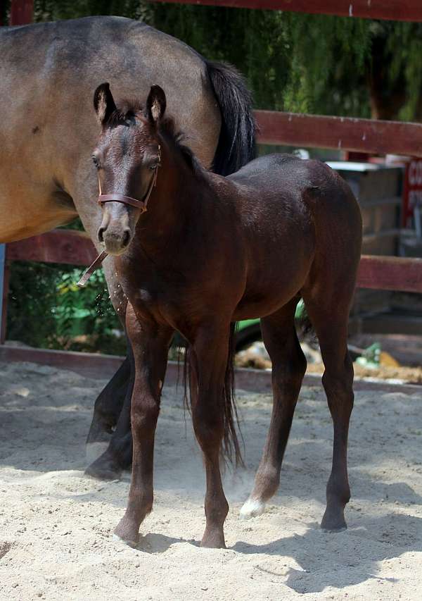 black-acps-horse