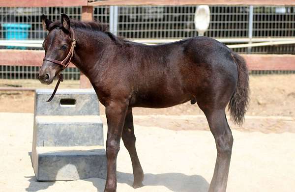 14-hand-connemara-pony-colt