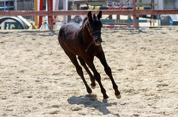 black-connemara-pony-for-sale