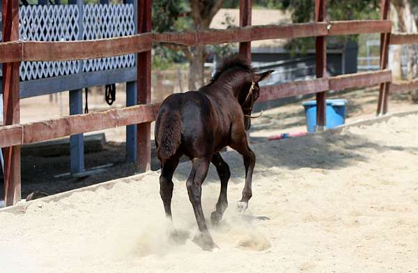 acps-connemara-pony-colt