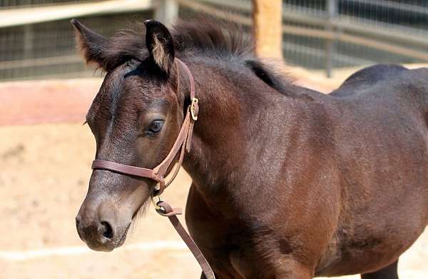 black-connemara-pony