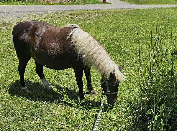 one-white-hind-pastern-half-sock-horse