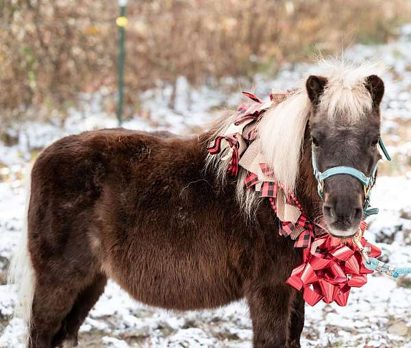 one-white-hind-pastern-half-sock-horse