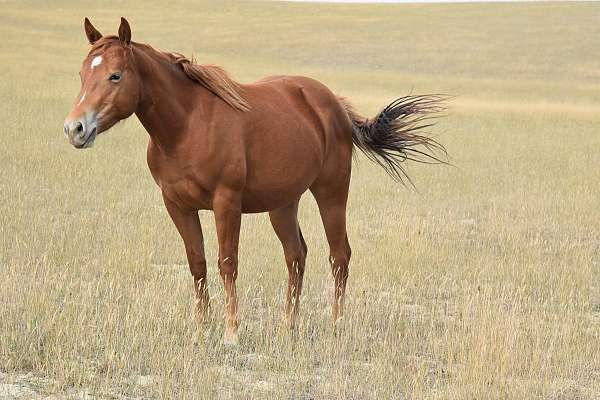 boony-quarter-horse