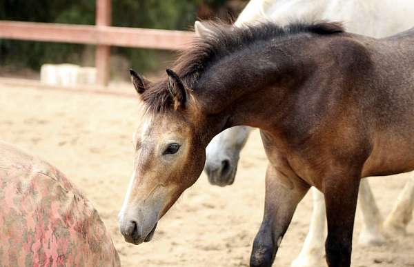 connemara-gelding-stallion