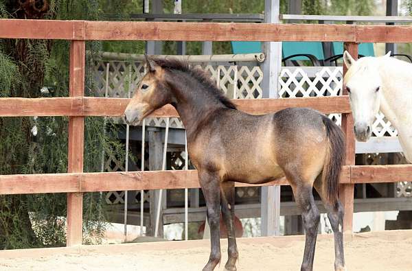 connemara-gelding