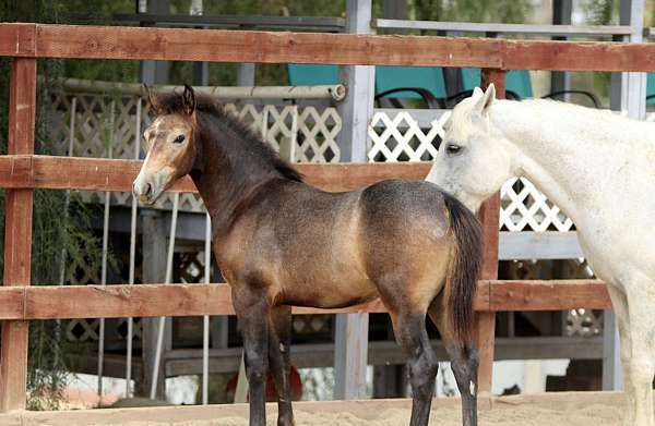 grey-pony-gelding-stallion