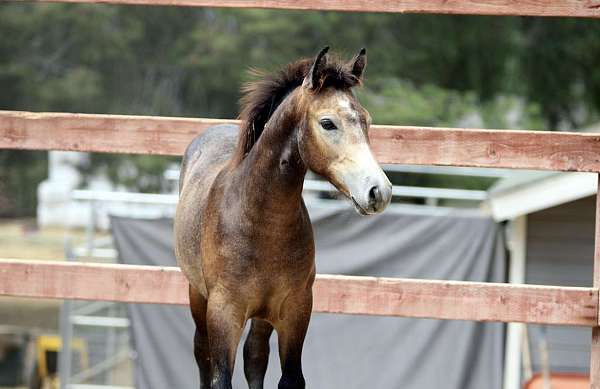 grey-stallion-trail-pony