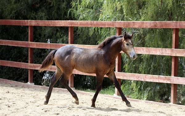 grey-connemara-pony-gelding