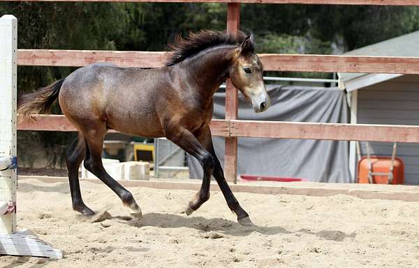 grey-acps-gelding