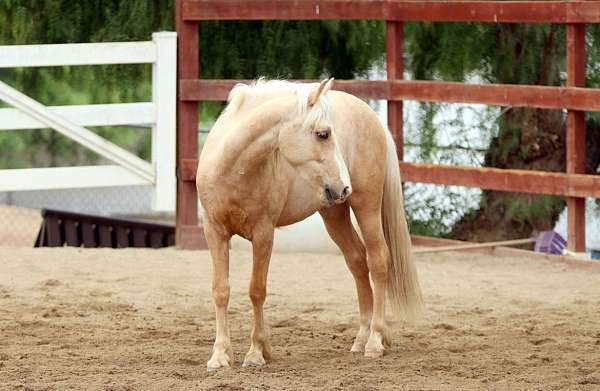 palomino-crossbred-pony-for-sale