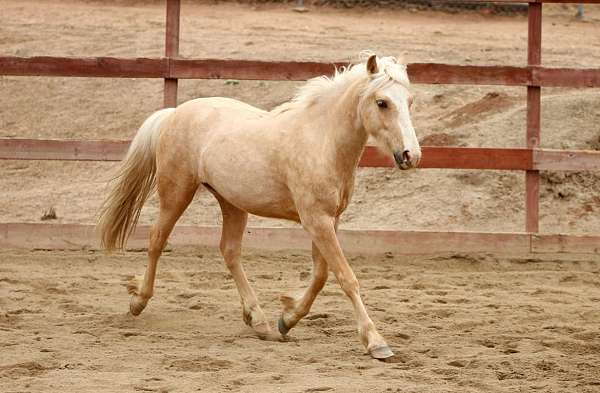 palomino-crossbred-pony-gelding